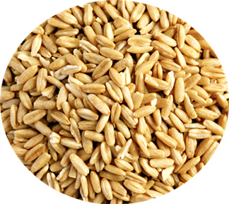 horizontal wheat scourer
