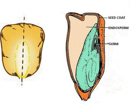 inner structure of maize seeds